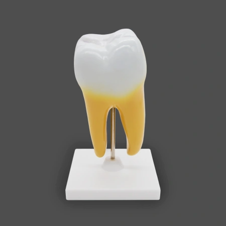 Модель «Зуб человека»